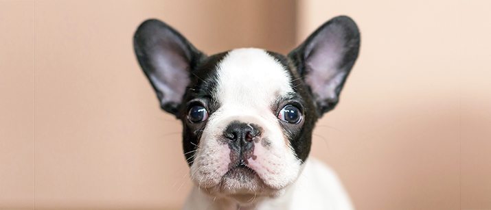 How to clean your French Bulldog ears !