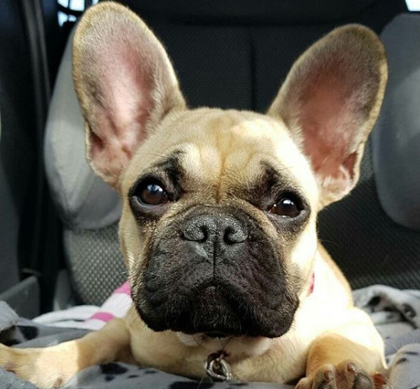 5 Signs Your French Bulldog Is Stressed