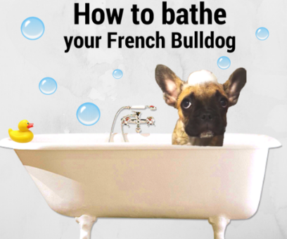 How to Bathe Your French Bulldog