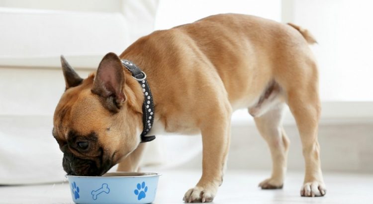 How To Feed Your French Bulldog ?