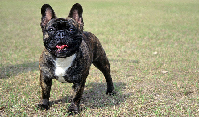 How to eliminate Frenchie aggression ?